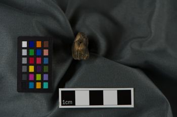 Media type: image;   Vertebrate Paleontology VPM-8869 Description: Photograph of a tooth in occlusal view of MCZ VPM-8869, Aelurodon saevus.;  Aspect: occlusal